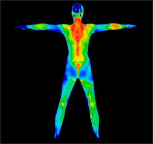 Full-body human thermal heatmap